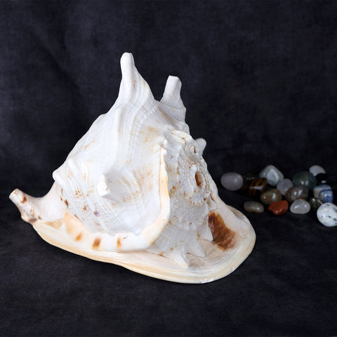 Kerala Traditional Brass Nilavilakku Lamp